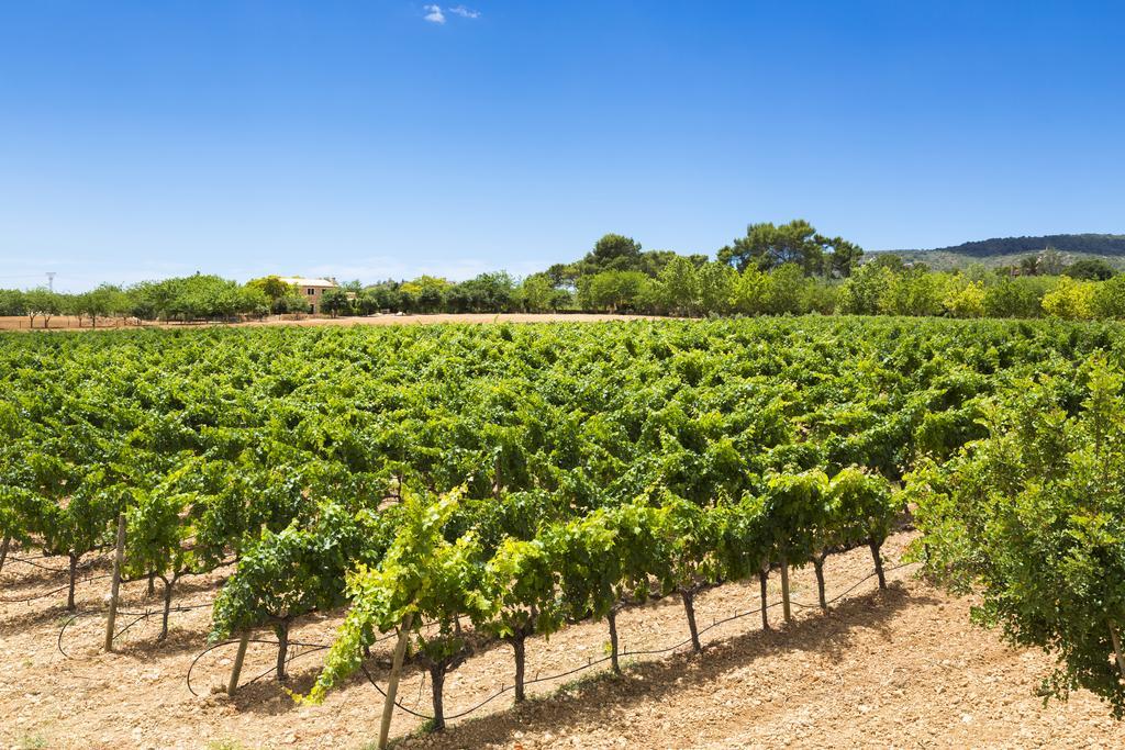 Finca Sa Torre de Santa Eugènia Extérieur photo